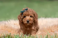 Putt Putt F1, a male Maltipoo for sale in Warsaw, IN – 3 of 10