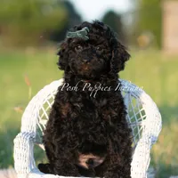 Shadow AKC, a male Poodle - Toy  for sale in Warsaw, IN – 5 of 5