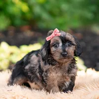 Esmeralda, a female Yorkshire Terrier and Poodle - Toy  for sale in Warsaw, IN – 4 of 7