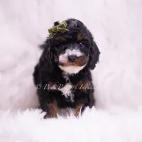 Peanut, a male Poodle - Toy  for sale in Warsaw, IN – 4 of 5