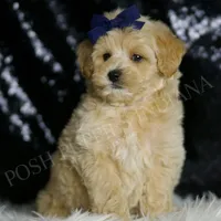 Cosmo, a male Maltipoo for sale in Warsaw, IN – Photo 2 of 6