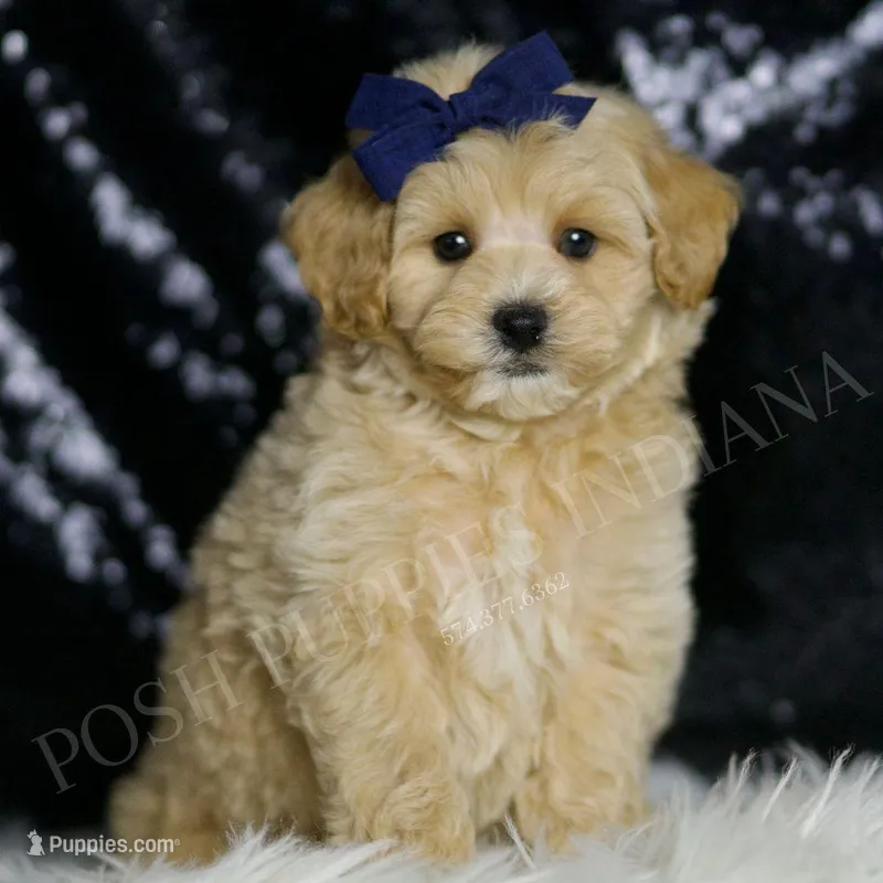 Cosmo – Maltipoo puppy for sale in Warsaw, IN