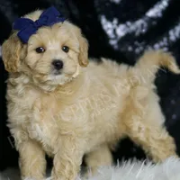 Cosmo, a male Maltipoo for sale in Warsaw, IN – Photo 5 of 6