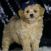 Cosmo, a male Maltipoo for sale in Warsaw, IN – Photo 4 of 6