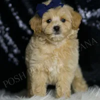Cosmo, a male Maltipoo for sale in Warsaw, IN – Photo 3 of 6