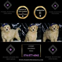 Cosmo, a male Maltipoo for sale in Warsaw, IN – Photo 6 of 6