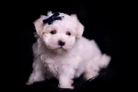 tatertot, a male Maltese for sale in Warsaw, IN – 6 of 10