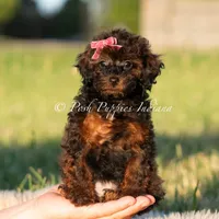 Buttercup AKC, a female Poodle - Toy  for sale in Warsaw, IN – 5 of 6
