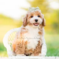 cosmo, a male Poodle - Toy  for sale in Warsaw, IN – 5 of 8