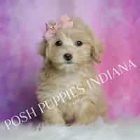 Peach, a female Maltipoo for sale in Warsaw, IN – 8 of 8