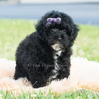 Paisley, a female Poodle - Toy  for sale in Warsaw, IN – 5 of 6