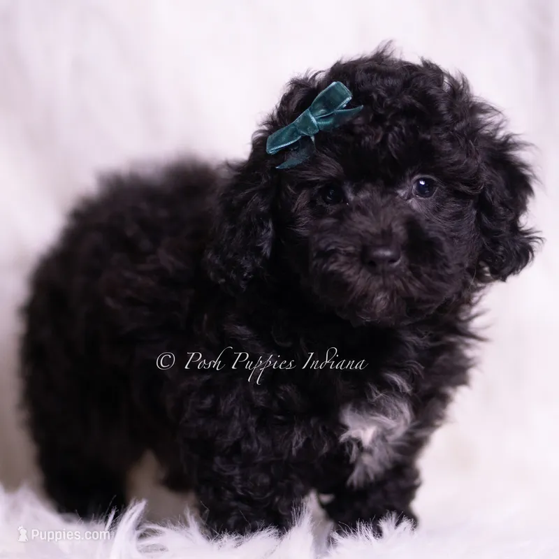 lemonheart – Poodle - Toy  puppy for sale in Warsaw, IN