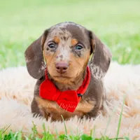 Sprout AKC, a male Miniature Dachshund for sale in Warsaw, IN – 5 of 8