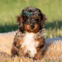 Charming AKC, a male Poodle - Toy  for sale in Warsaw, IN – 1 of 5
