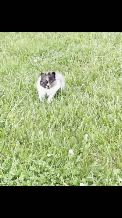 Fugi AKC, a female Pomeranian for sale in Warsaw, IN – 6 of 6