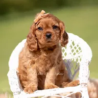 Murphy, a male Cavalier King Charles Spaniel for sale in Warsaw, IN – 3 of 5