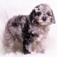 romeo, a male Poodle - Toy  for sale in Warsaw, IN – 6 of 8