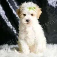 Ash, a male Maltipoo for sale in Warsaw, IN – Photo 2 of 5
