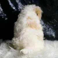 Ash, a male Maltipoo for sale in Warsaw, IN – Photo 3 of 5