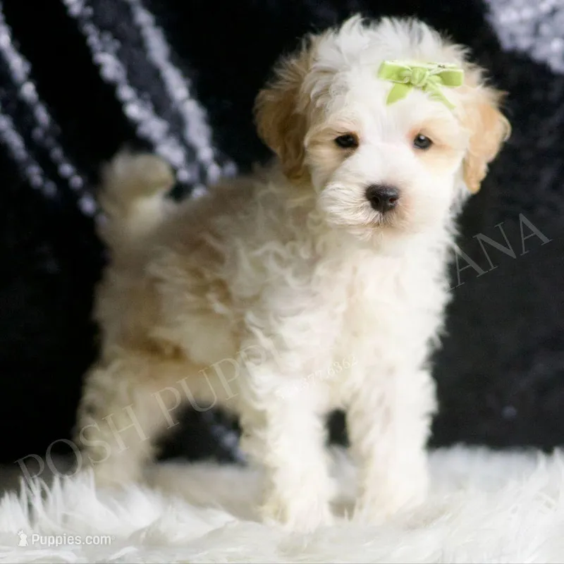 Ash – Maltipoo puppy for sale in Warsaw, IN