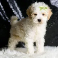 Ash, a male Maltipoo for sale in Warsaw, IN – Photo 1 of 5