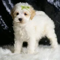 Ash, a male Maltipoo for sale in Warsaw, IN – Photo 4 of 5