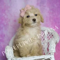 Peach, a female Maltipoo for sale in Warsaw, IN – 3 of 8