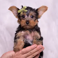 Skittles, a male Yorkshire Terrier for sale in Warsaw, IN – 2 of 6