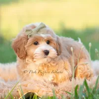 briggs, a male Poodle - Toy  for sale in Warsaw, IN – 5 of 6