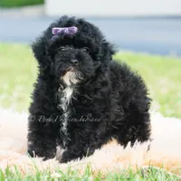 Paisley, a female Poodle - Toy  for sale in Warsaw, IN – 2 of 6