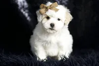 processed/074afcef-7574-4d9d-9caa-7b64469b39ab/listing/89131726-b219-414f-8339-21513b76cf6a/ed2b62e9-264b-4cd5-8d8b-364cd01f1c31