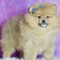 Rocky, a male Pomeranian for sale in Warsaw, IN – 2 of 6