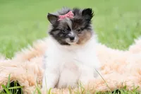 Fugi AKC, a female Pomeranian for sale in Warsaw, IN – 4 of 6