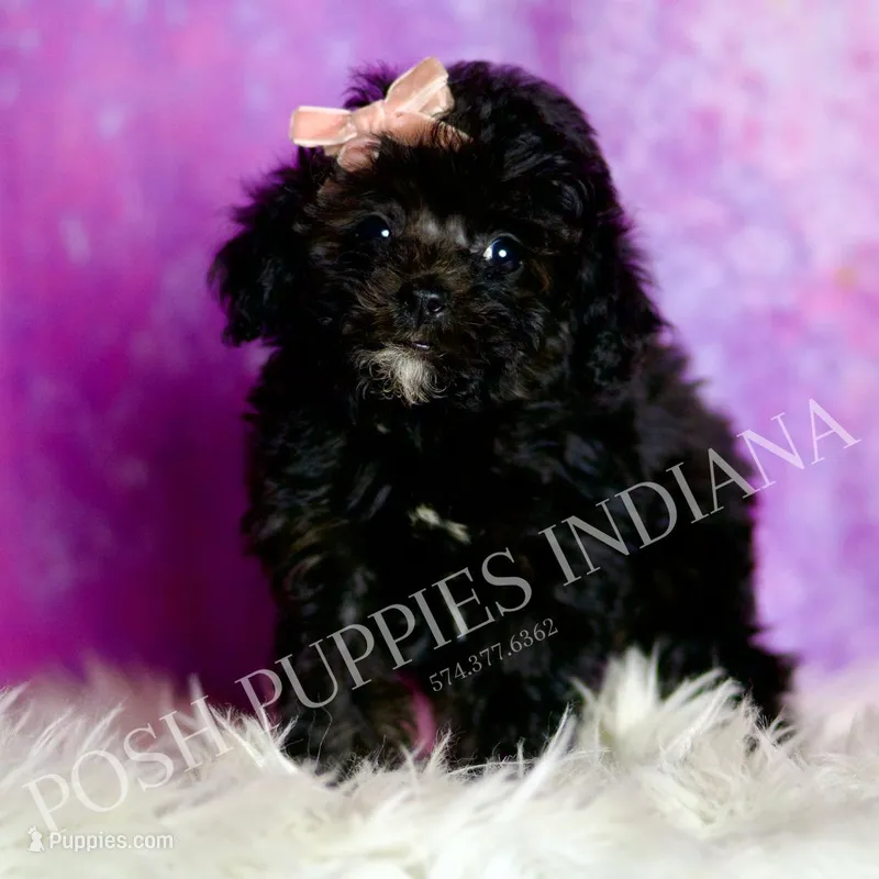 Dee dee – Poodle - Toy  puppy for sale in Warsaw, IN