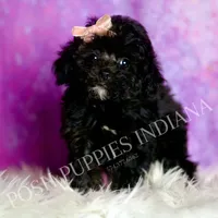 Dee dee, a female Poodle - Toy  for sale in Warsaw, IN – 1 of 8