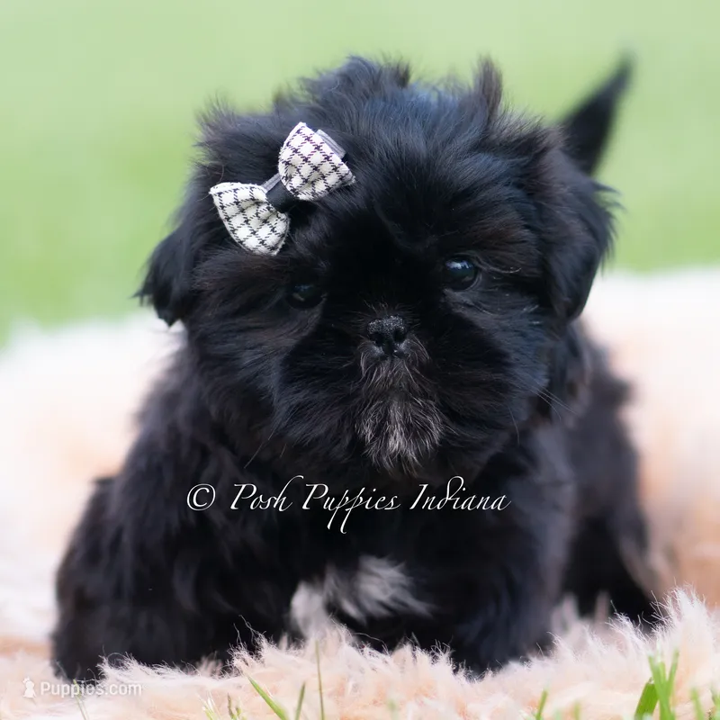Teddy Bear AKC – Shih Tzu puppy for sale in Warsaw, IN
