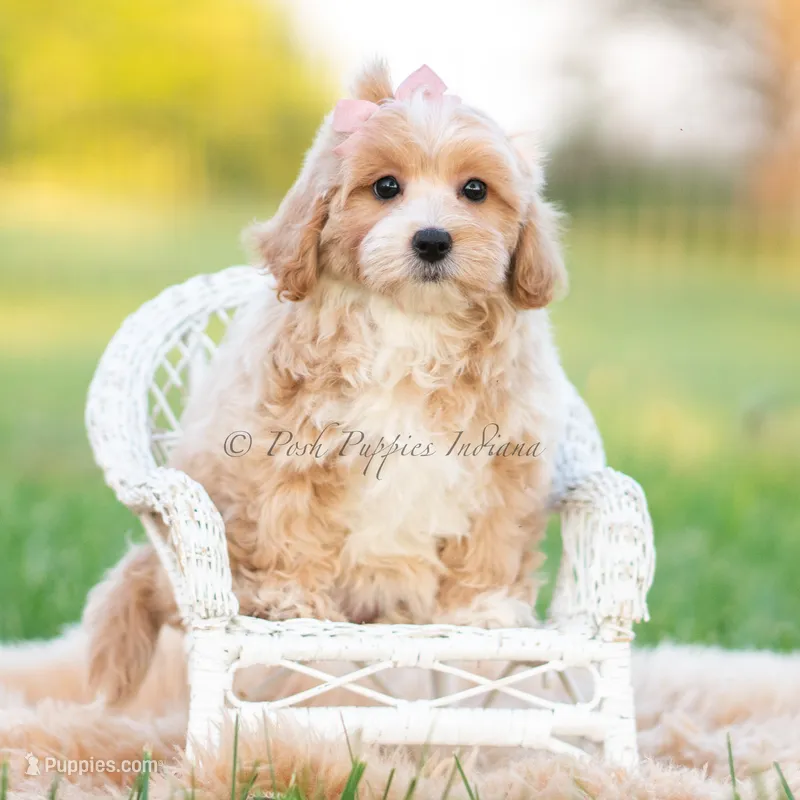 twila – Poodle - Toy  puppy for sale in Warsaw, IN