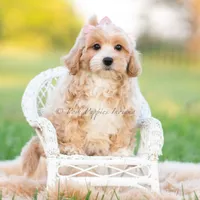 twila, a female Poodle - Toy  for sale in Warsaw, IN – 1 of 8
