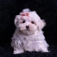 Zander, a male Maltese for sale in Warsaw, IN – 4 of 4