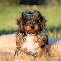 Charming AKC, a male Poodle - Toy  for sale in Warsaw, IN – 5 of 5