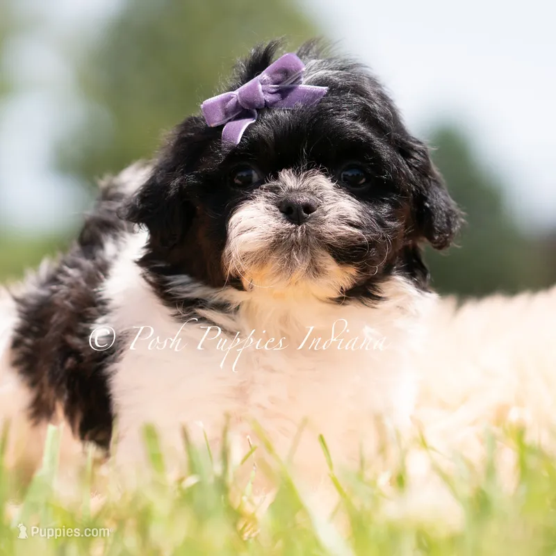 ZOA  – Shih Tzu puppy for sale in Warsaw, IN