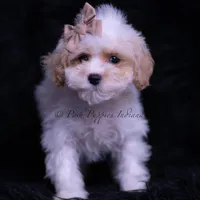 Juju, a male Maltipoo for sale in Warsaw, IN – 3 of 5