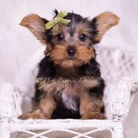 Skittles, a male Yorkshire Terrier for sale in Warsaw, IN – 5 of 6
