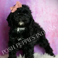 Pinkie, a female Cavapoo for sale in Warsaw, IN – Photo 3 of 5