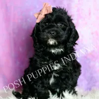 Pinkie, a female Cavapoo for sale in Warsaw, IN – Photo 4 of 5