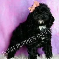 Pinkie, a female Cavapoo for sale in Warsaw, IN – Photo 2 of 5