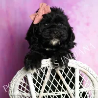 Pinkie, a female Cavapoo for sale in Warsaw, IN – Photo 5 of 5