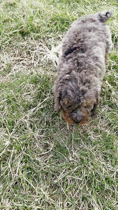 Adrian AKC, a female Poodle - Miniature  for sale in Warsaw, IN – 7 of 7