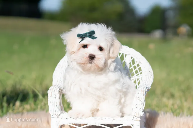 Mochi – Maltese puppy for sale in Warsaw, IN