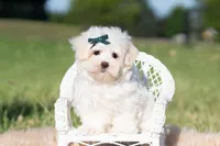 Mochi, a male Maltese for sale in Warsaw, IN – 1 of 9